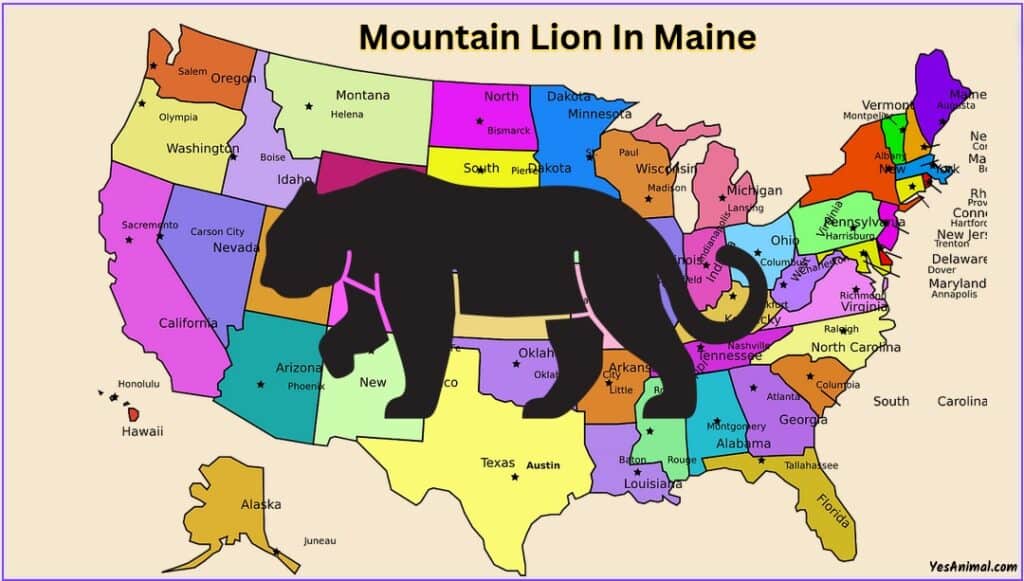 Mountain Lion In Maine