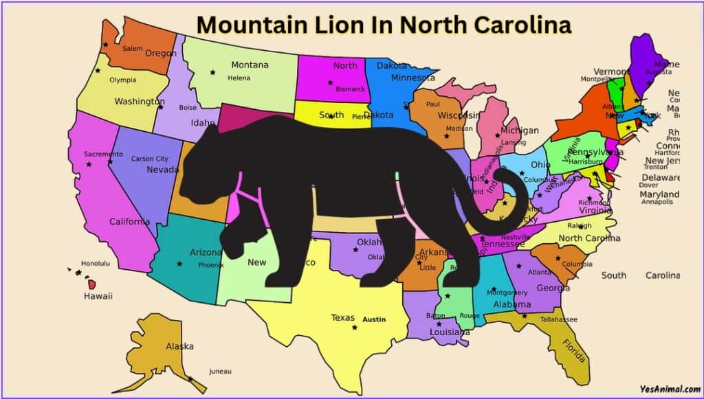 Mountain Lion In North Carolina