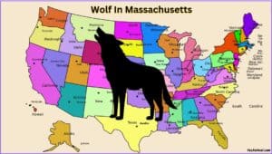 Wolf In Massachusetts: Everything You Need To Know