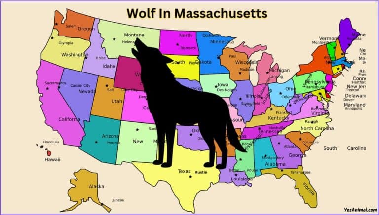 Wolf In Massachusetts: Are There Wolves In Massachusetts?