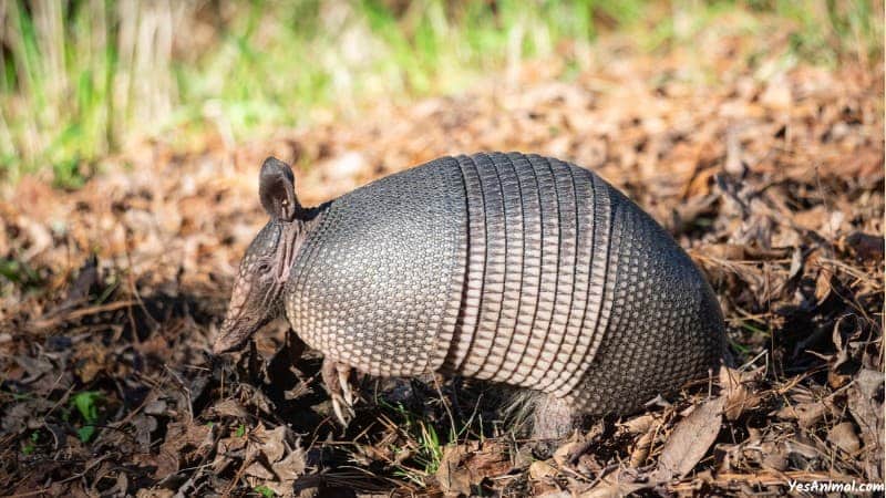 Armadillo In Florida