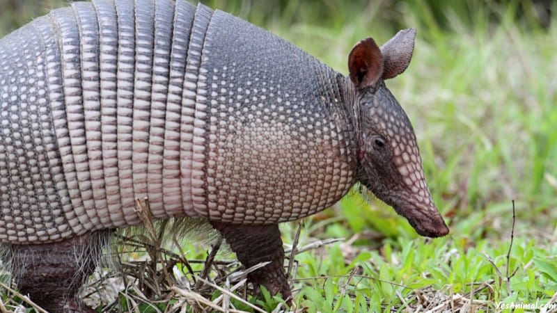 Armadillo In Illinois