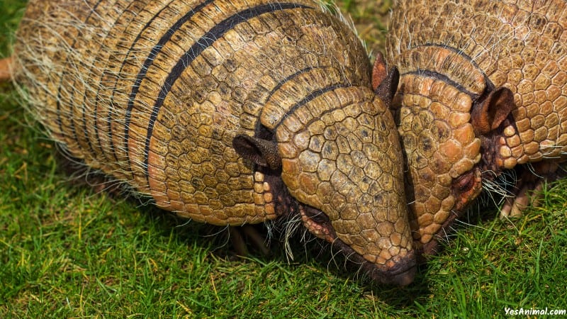 Armadillo In Indiana