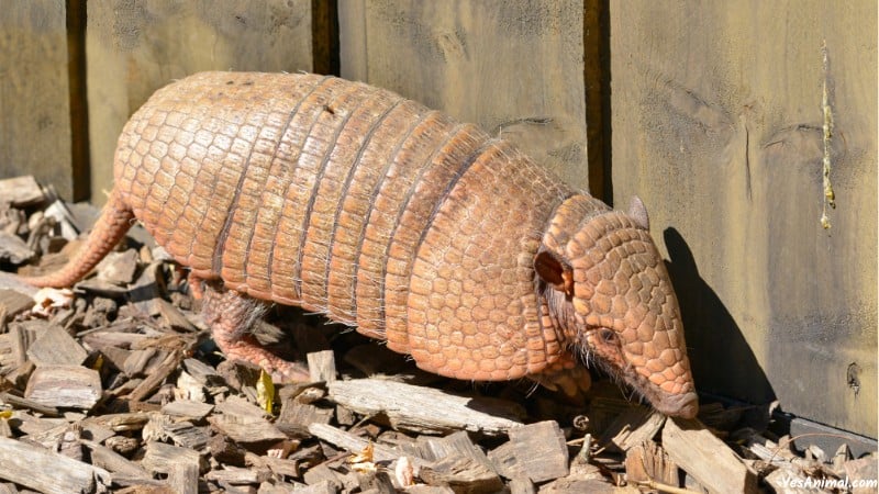 Armadillo In Kentucky