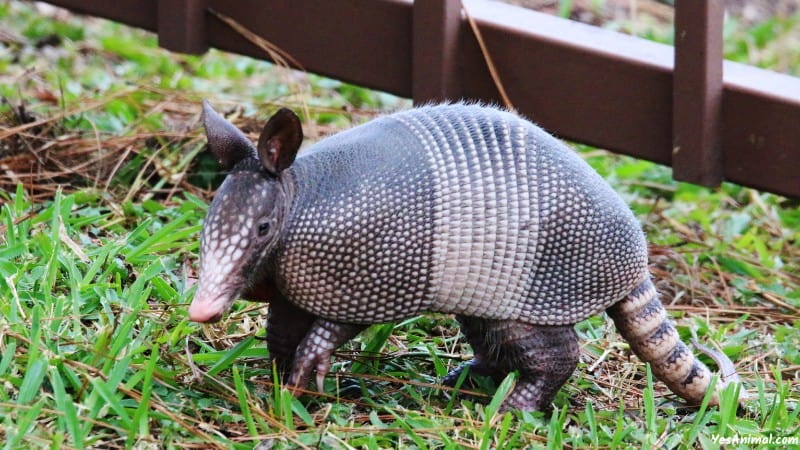 Armadillo In South Carolina