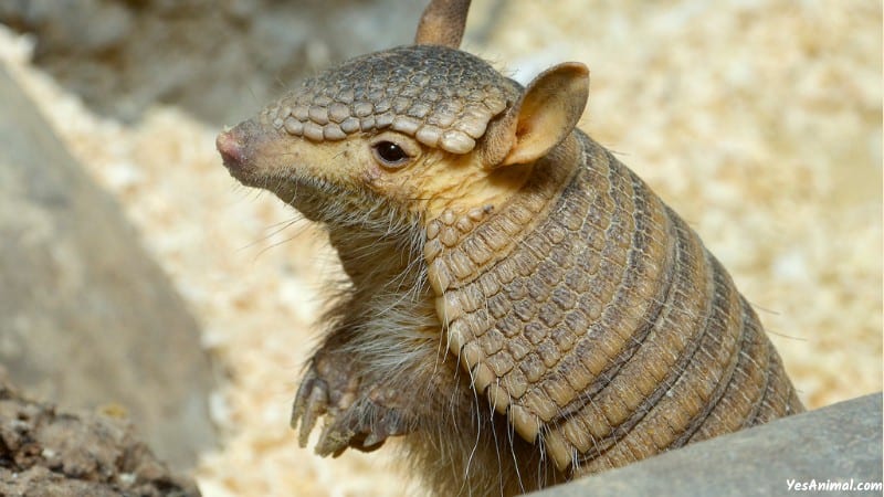 Armadillo In Tennessee