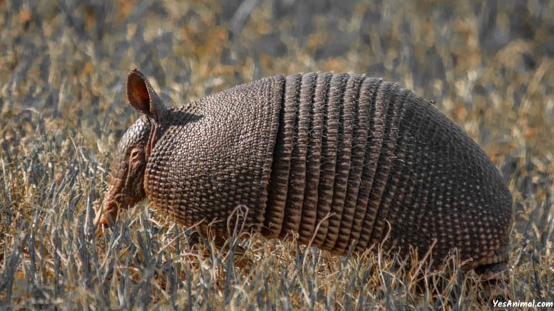 Armadillo In Texas