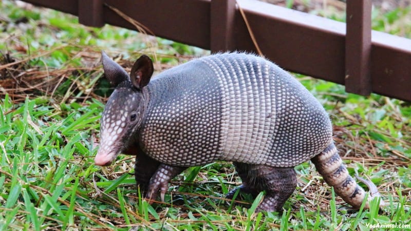 Armadillo In Georgia