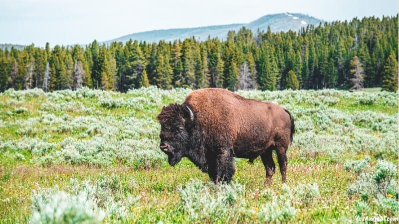 Bison In Florida