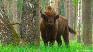 Bison In Colorado: Everything You Need To Know About Them