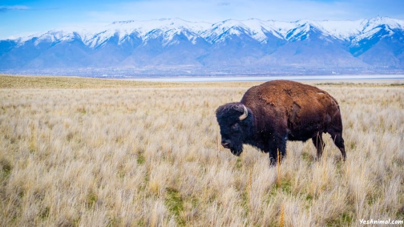 Bison In Illinois