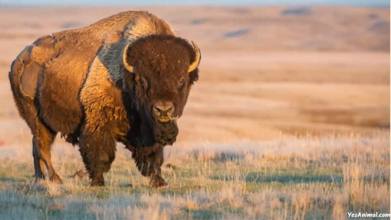 Bison In Kansas