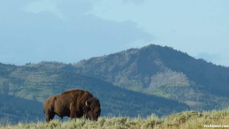 Bison In Montana