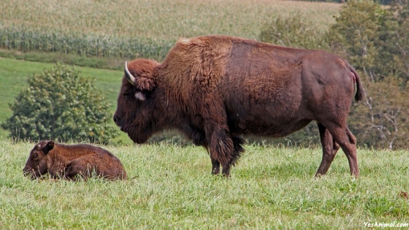 Bison In Nebraska 1