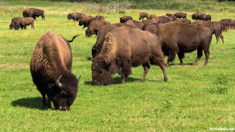 Bison in Texas
