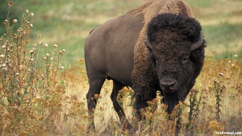 Bison In Alaska