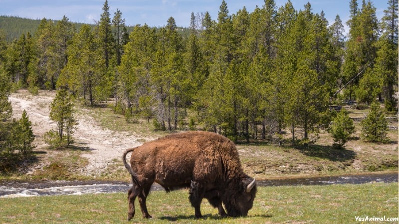 Bison In America