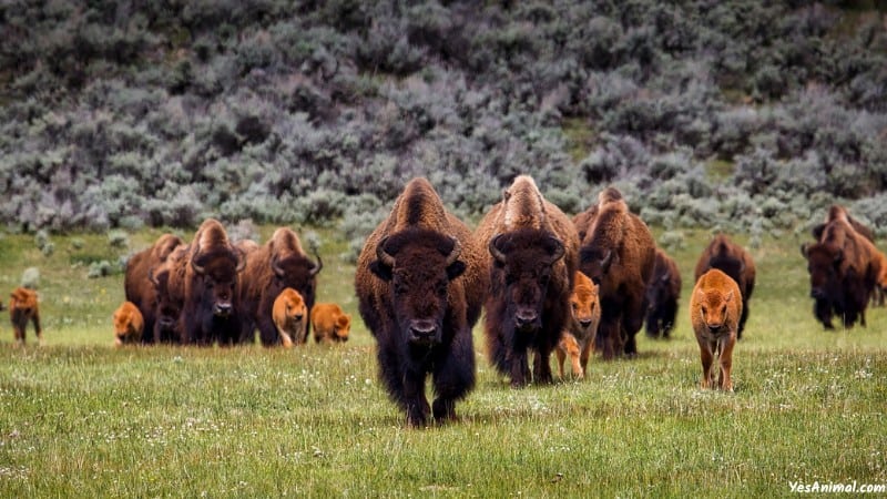 Bison In Colorado