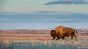 Bison In Oklahoma: Everything You Need To Know About Them