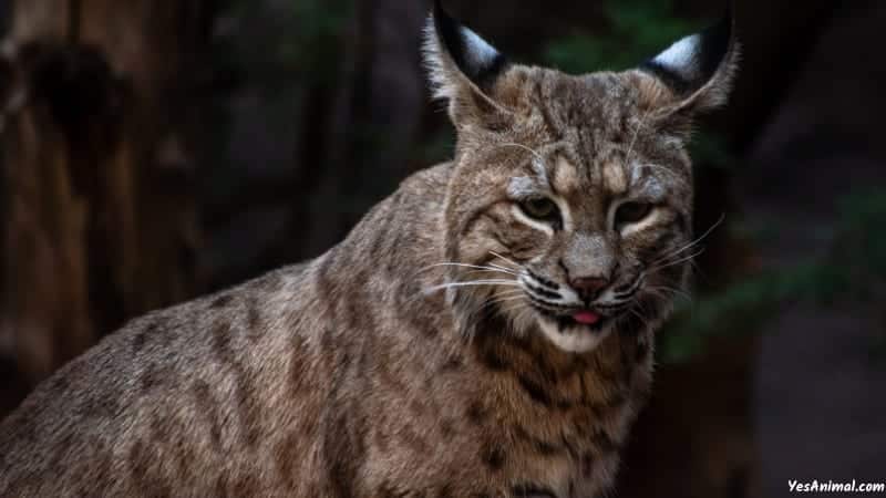 Bobcat In Alabama