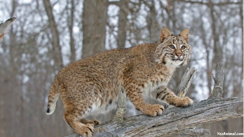 Bobcat In Colorado