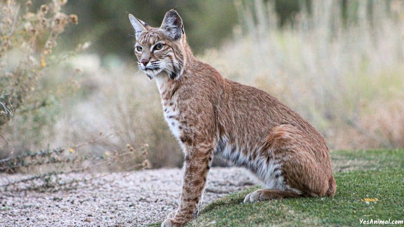 Bobcat In Georgia