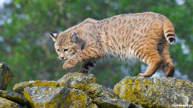 Bobcat In Illinois