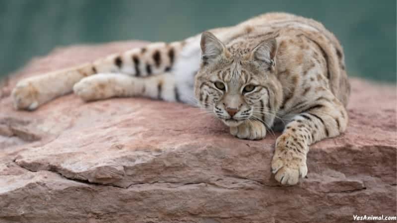 Bobcat In Iowa