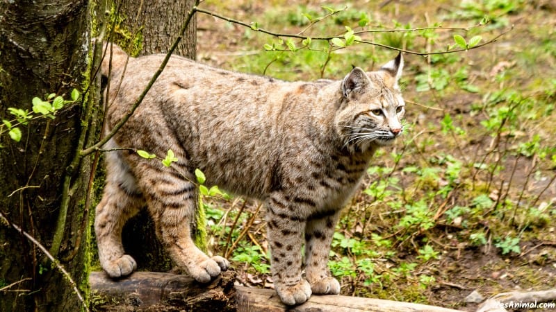 Bobcat In Maine