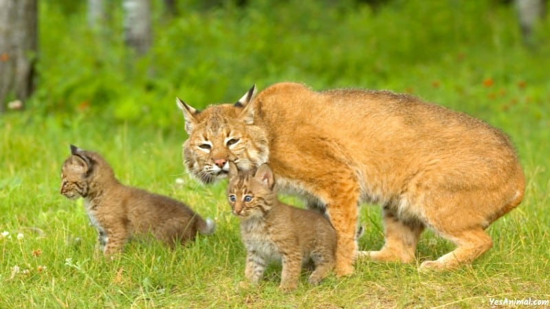 Bobcat In Michigan