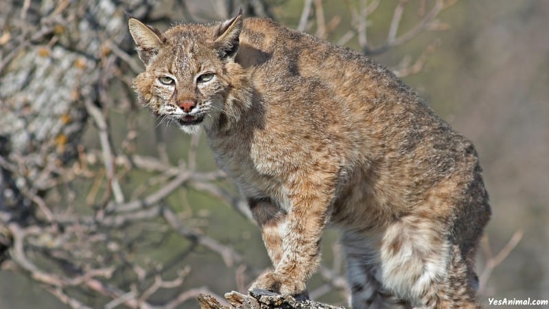 Bobcat In Missouri