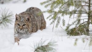 Bobcat In Indiana: Everything You Need To Know