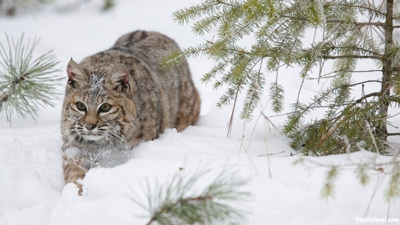 Bobcat In New Hampshire 1