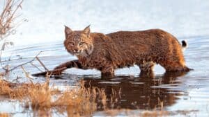 Bobcat In Oregon: Everything You Need To Know