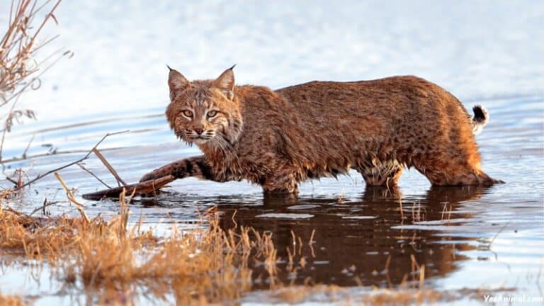 Bobcat In New York Everything You Need To Know