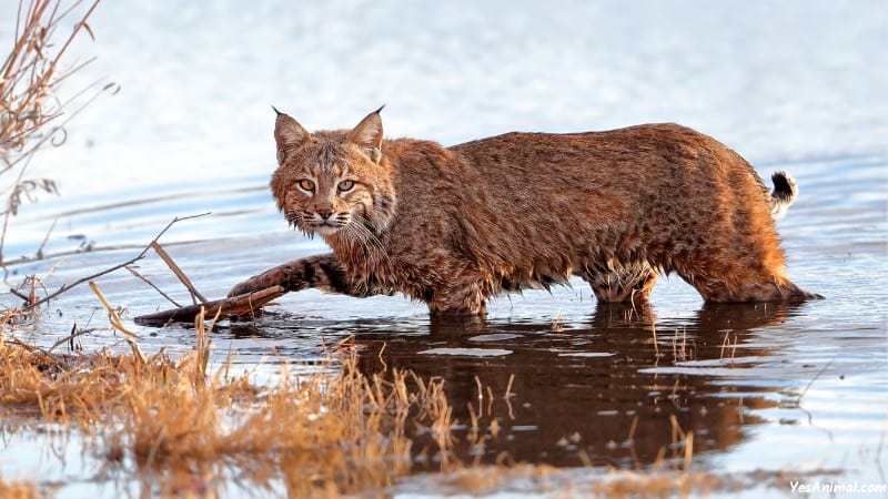 Bobcat In New York