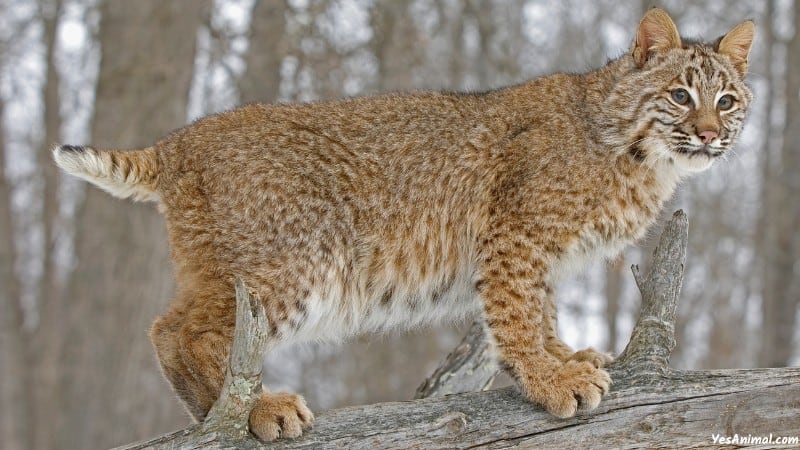 Bobcat In North Carolina