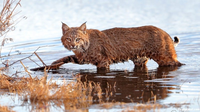 Bobcat In Oregon