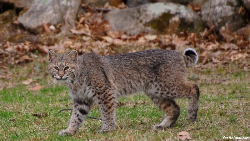 Bobcat In Tennessee