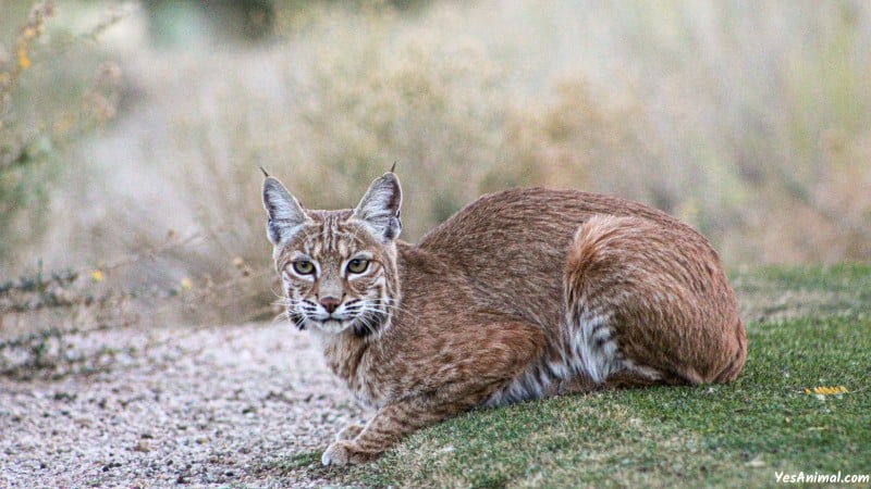 Bobcat In Vermont