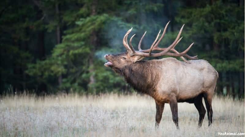 Elk In America