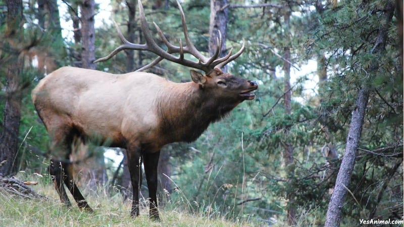 Elk In Arizona