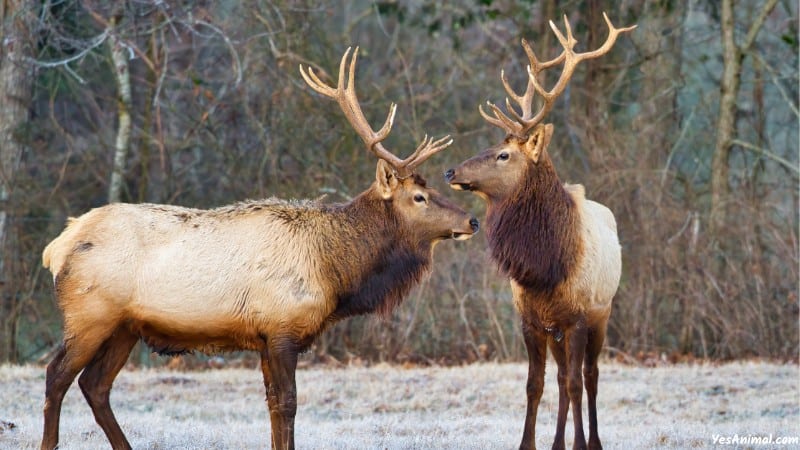 Elk In Idaho