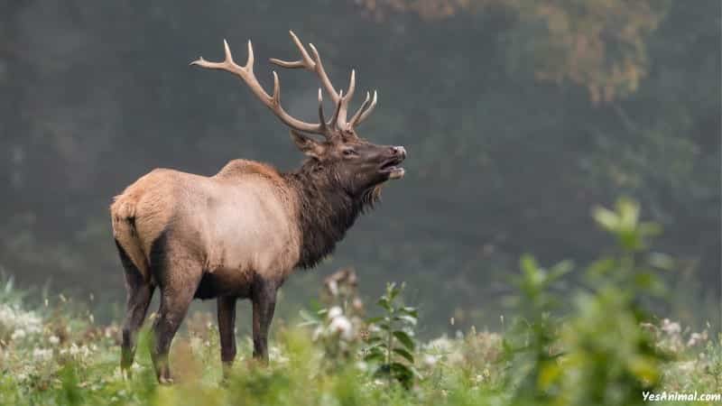 Elk In Kentucky