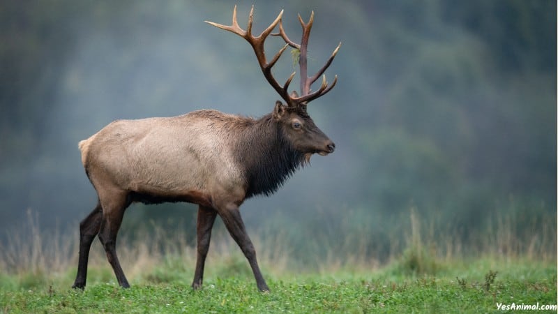 Elk In Montana