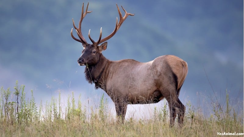 Elk In Oregon