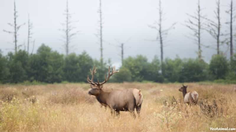 Elk In Pennsylvania