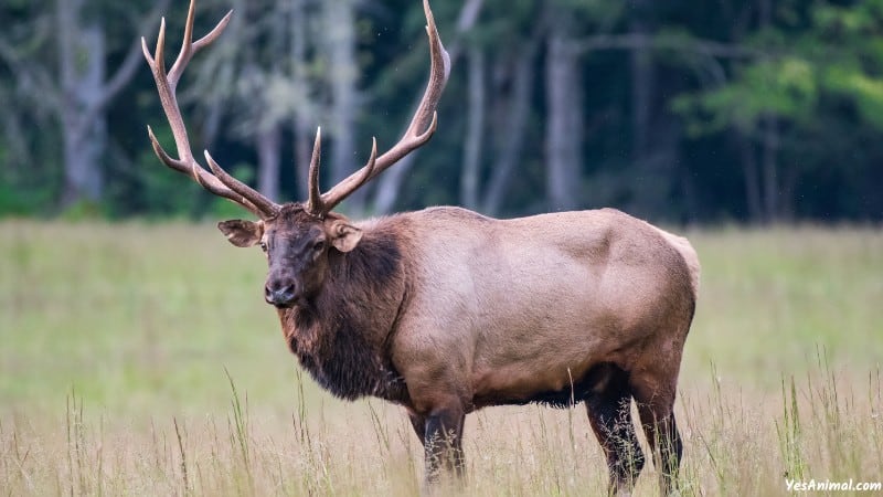 Elk In Virginia