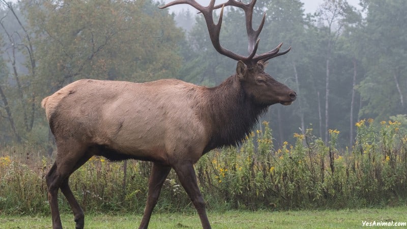 Elk In Wisconsin