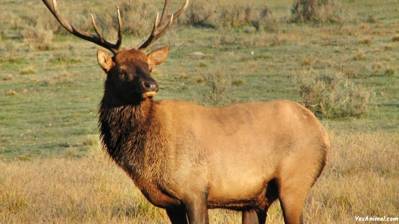 Elk In Wyoming